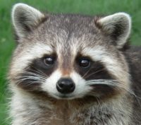 raccoon