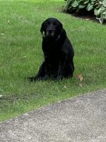 Birdie-Labrador-retriever-11-22-2022