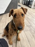 Bird-Airedale-Terrier-06-10-2024