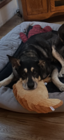 Bucky-German-Shepherd/-Husky–06-19-2026