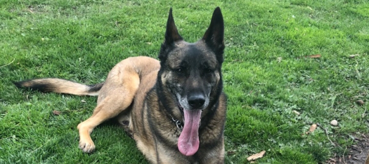 K-9 Unit